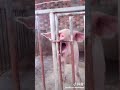 最火猪大哥 最火猪大哥