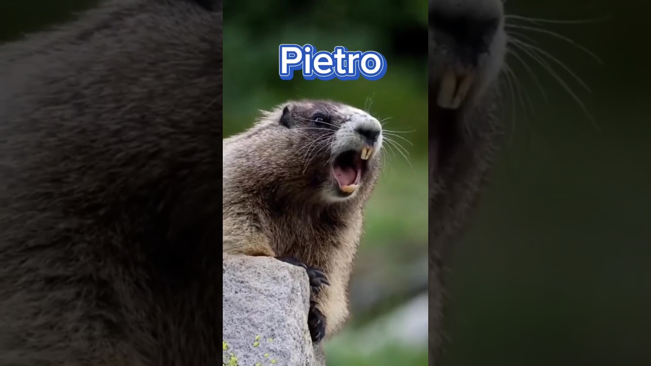 ⁣cadê você Pietro? #shortvideo #diversão #viral #marmota #video #meme #aventura #memes #humor#radical