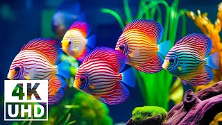 Deep Sea Serenity 4K (ULTRA HD) 🐠 Beautiful Coral Reef Fish - Relaxing Sleep Meditation Melodies