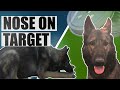 How to train stickiness without killing drive advanced k9 scent work