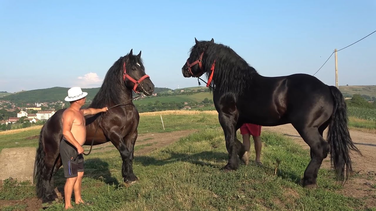 Caii lui Pancica de la Sarmasu, Mures - 2021 Nou!!!