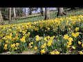 A look at the history of Daffodil Hill in Cleveland's Lake View Cemetery