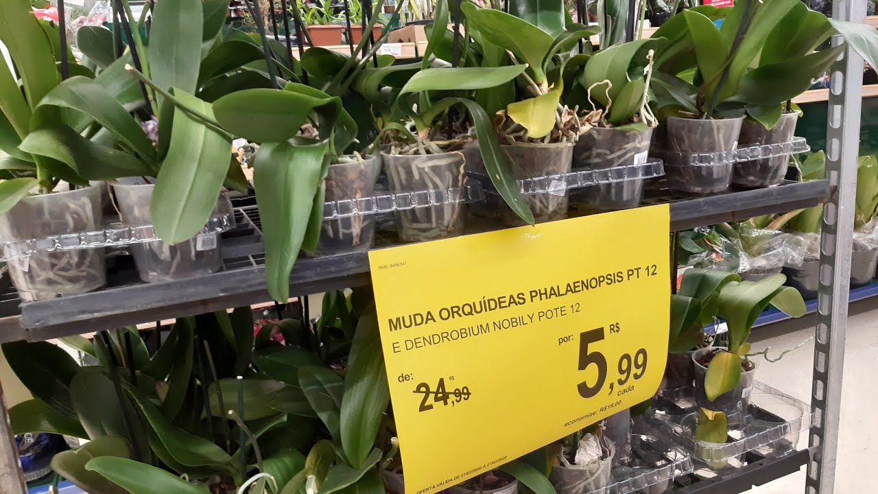 Carrefour/ Hoje tem xepa de orquídeas - Sorocaba - thptnganamst.edu.vn