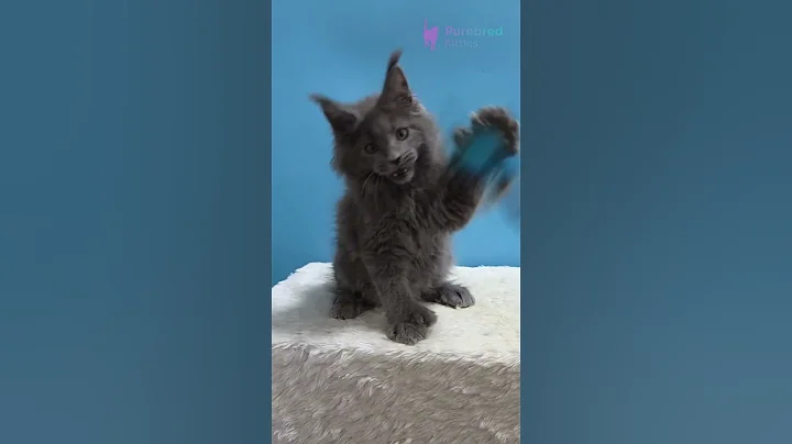 Video 11873551: polydactyl maine coon kitten, blue maine coon kitten, polydactyl girl maine coon, blue eyed maine coon, sweet maine coon, mainecoon