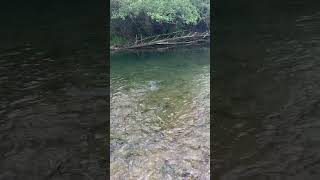 Fly Fishing-Grayling Bosna i Hercegovina Fly revir-Korčanica. bosnia grayling flyfishing