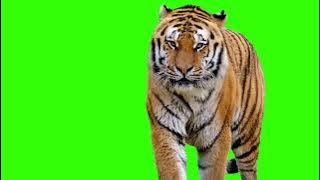 Tiger Green Screen | Green Screen Animals