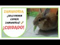 ¿Los conejos PUEDEN COMER ZANAHORIA? 🥕 | ALIMENTACIÓN DE UN CONEJO