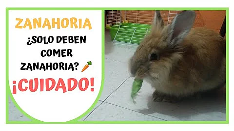 ¿Con qué frecuencia deben comer zanahorias los conejos?