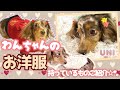 【犬服】わんちゃんのお洋服ご紹介【ドッグウェア】