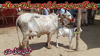 Cholistani Cross, Desi Cross And Sahiwal Cross Milking Cows On Gondal Mandi My Life Channel