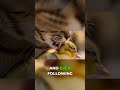 She Didn't Plan to Mother Ducklings #animals #adoption #heartwarming