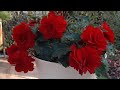 КРАСИВЫЙ ЦВЕТНИК своими руками💖ОБЗОР Шикарных ЦВЕТОВ🌺🌺🌺