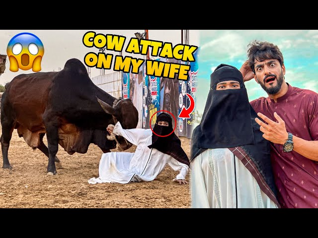 COW ATTACK ON MY WIFE 😱 | COW MANDI VLOG 😍 | MISHKAT KHAN class=