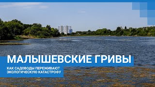 Нижний Новгород:  Садоводы Отравляются Канализационными Стоками Из Жк «Торпедо»