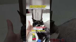 😂An Australian girl took her cat to a pet hospital for surgery and marveled at the Chinese humorous.