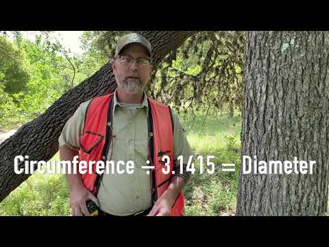 Tree Measurement