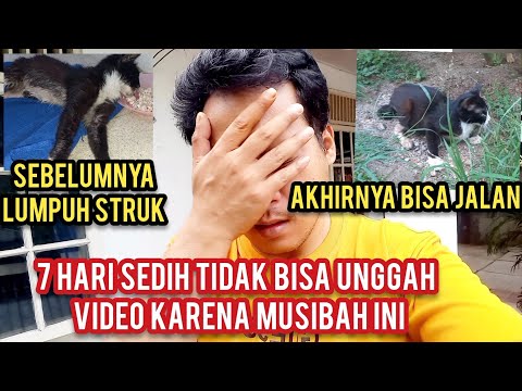 Video: Kuasa Penyembuhan Cat