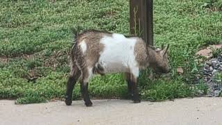 Neighbors goat being a good goat