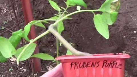 Pruden's Purple Heirloom Tomatoes Through The Summ...