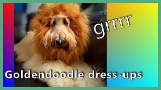 GOLDENDOODLE DRESS-UPS  (Halloween, Christmas, etc.) | Dog Costume Ideas | Cute Funny Dog Videos