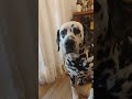 fofos!!!