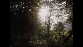 Video thumbnail of "Parasol - D'arbre en arbre (mazurka)"