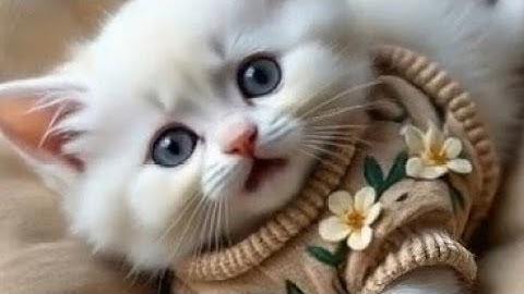 30 Adorable Kittens That Will Make You Smile!🥰🐾 #ai #cat #funny #catlovers #kitty #lipsync