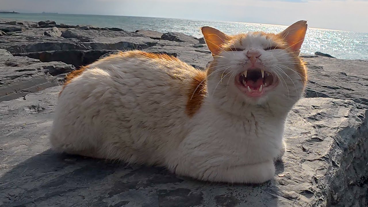 У бездомной кошки самое большое приветствие — мяуканье.