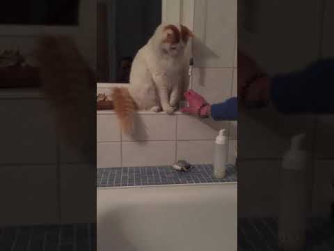 katze-kater-marley-schubst-deckel-in-die-badewanne