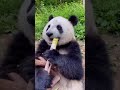 Just a panda crunching away on some bamboo!
