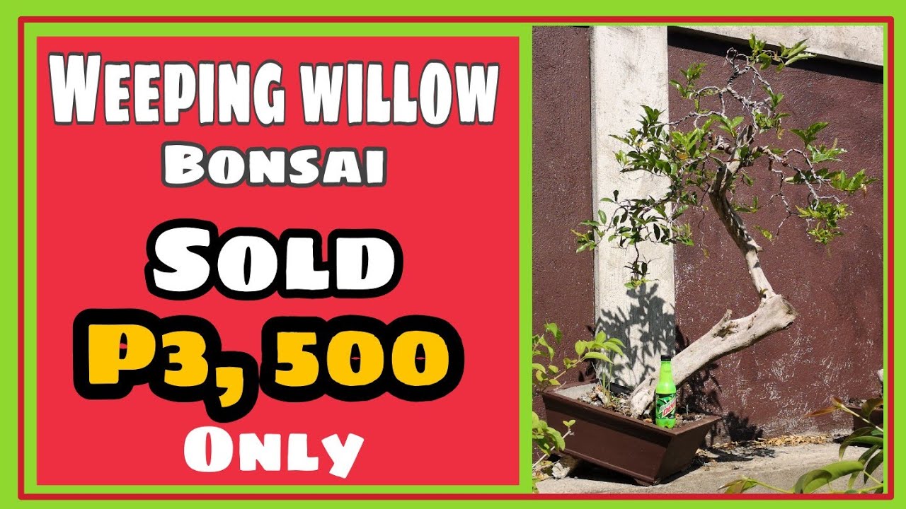 weeping willow bonsai sold for P3,500 bignay pugo, bonsai trees for beginners - YouTube weeping willow bonsai sold for P3,500 bignay pugo, bonsai trees for beginners - YouTube