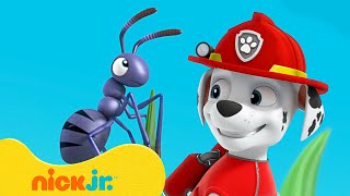 PAW Patrol | Avonturen met KLEINE Marshall! | Nick Jr. Nederlands