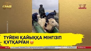 «Жағдай ушығып кетті». Ақтөбе облысында үй жануарлары құтқарылып жатыр