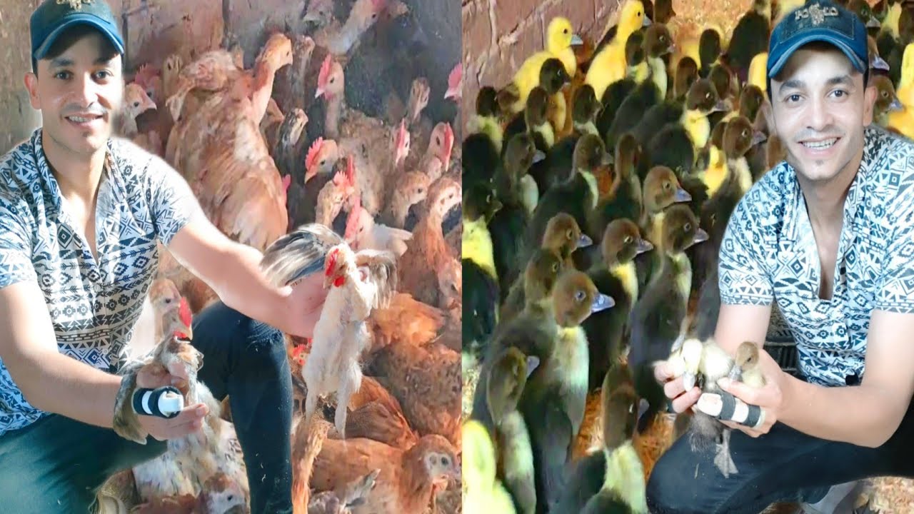 دورة فراخ وبط لى رمضان بالاسعار والأنواع اللى تشيل اوزان الحق نفسك مشروع تملى بيتك خير ويكسبك