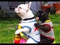 SOMETHING IS WRONG with YOU if you DON'T LAUGH - FUNNY DOG compilation