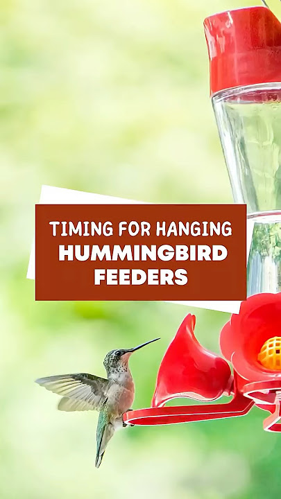 How to Hang Hummingbird Feeder from Eaves