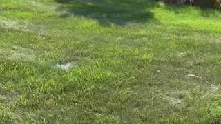 When To Start Watering Your Grass