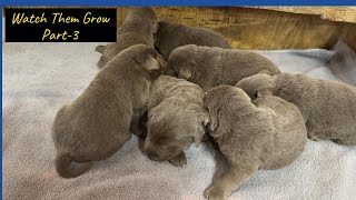 Labrador Retriever Puppies-Watch Them Grow Week-3