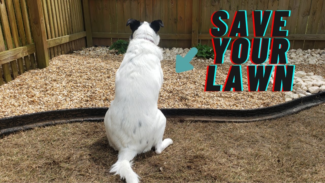 13 Ways To Keep Your Dog From Pooping All Over Your Lawn