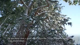 09_樹齢はなんと1200年！東北最大の高野槙（コウヤマキ） - YouTube
