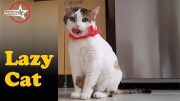 Hilarious Lazy Cats Video Compilation national star