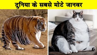 दुनिया के सबसे मोटे जानवर | 10 Fattest Animals in the World| Animals Vines