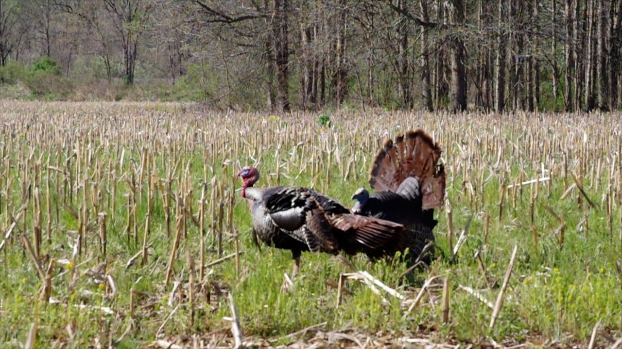 PA Spring Turkey Part 1 Hunting Opening Day YouTube