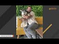 Corgi husky mix suffers from Napoleon complex