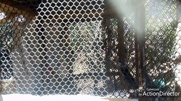 suab poj qaib qus seev coj mu dib tuaj zoo heev 2020