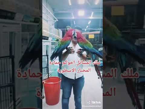 حمادةالمختارالاسطورة ببغاء ببغاوات ببغاء مكاو سكارليت
