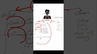 Dyspnea approach