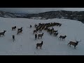 Drone Footage of Elk in Northern Colorado