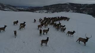 Drone Footage of Elk in Northern Colorado