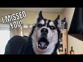 How My Husky Greets Me! (Cuteness Overload!)